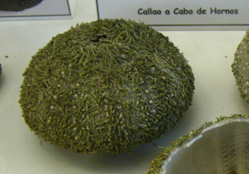 Loxechinus
                          albus, Nahaufnahme 02