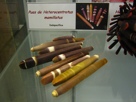 Heterocentrotus mamillatus, puas