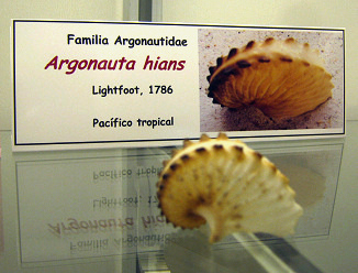 Argonauta hians