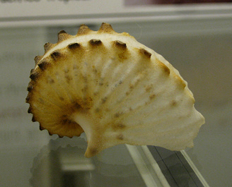 Argonauta hians, primer plano