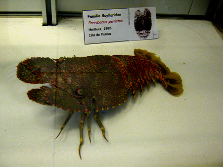 Langusta:
                          Parribacus periatus