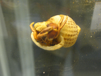 Pagurus
                          edwardsi, Nahaufnahme