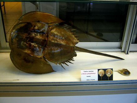 Limulus
                          polyphemus
