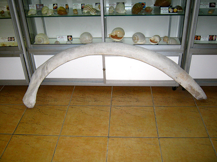 Ballena: Rippe eines Walfischs 01