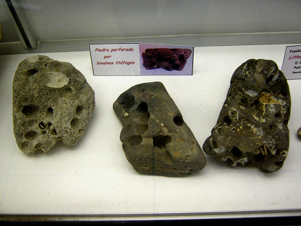 Piedras perforadas de bivalvos litfagos