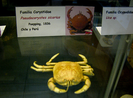 Pseudocorystes sicarius