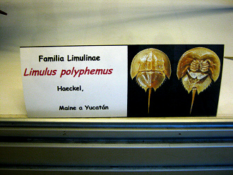 Limulus
                          polyphemus, placa