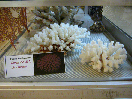 Coral
                          de la isla de Pascua, placa