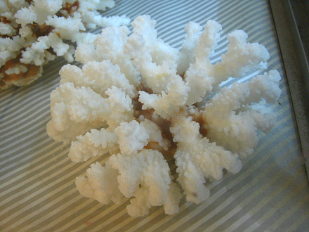 Coral
                          de la isla de Pascua, primer plano