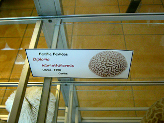 Diploria labrinthiformis, placa