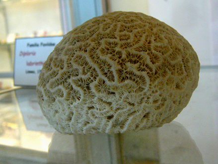 Diploria
                          labrinthiformis