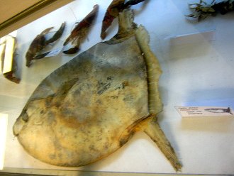 Ranzania laevis