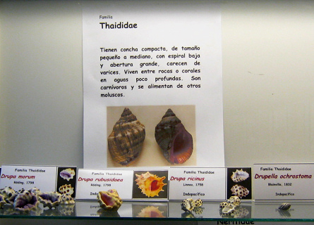 La
hojas sobre los caracoles de la
familia Thaididae La hojas sobre los caracoles de
la familia Thaididae