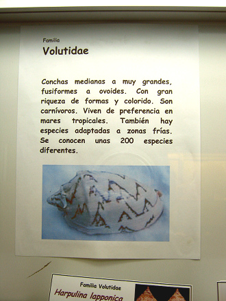 La hoja sobre los caracoles de
                                    la familia Volutidae