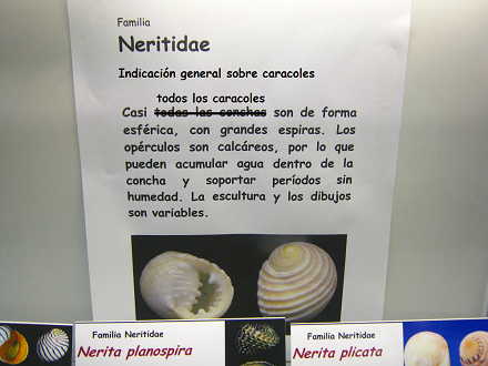 Das Blatt mit den allgemeinen
                                    Angaben �ber die Schnecken und ihre
                                    Schneckenh�uschen