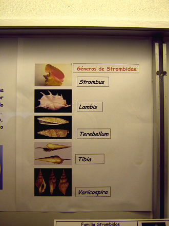 La
                          hoja tercera sobre los caracoles Strombidae
                          con los g�neros