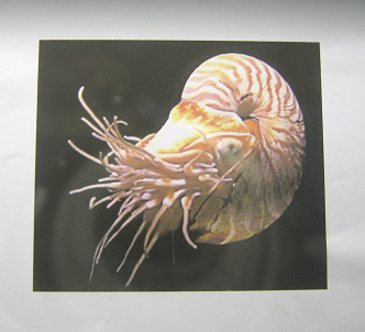 La hoja mostrando un molusco vivo