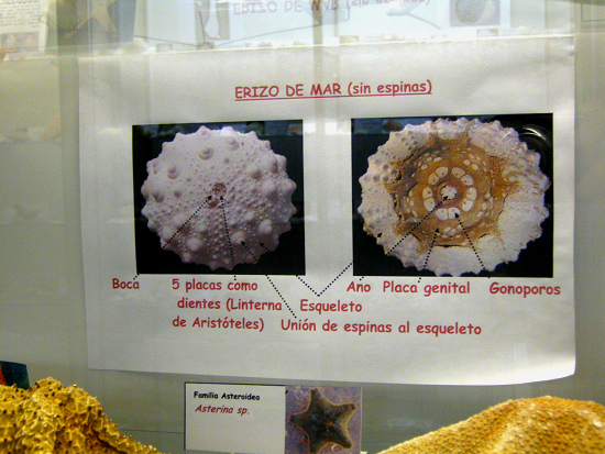 La hoja sobre los erizos