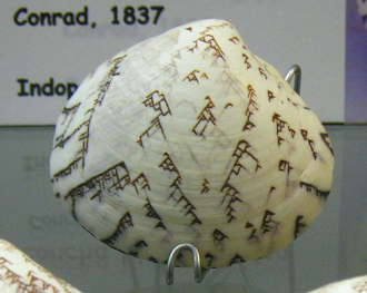 Lioconcha hieroglyphica