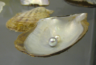 Pinctada martensi mit Perle