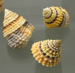 Tectarius coronatus,
                                    Nahaufnahme; Familie: Littorinidae;
                                    Region: Filipinas