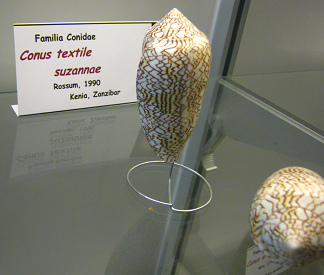 Conus textile suzannae; Familie:
                                  Conidae; Region: Kenia, Sansibar
                                  (Afrika); die sehen ein Bisschen so
                                  wie kleine B�mbchen aus