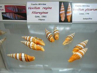 Vexillum regina filiareginae