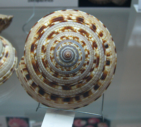 Architectonica maxima,
                                  Nahaufnahme; Familie:
                                  Architectonicidae; Region:
                                  Indopac�fico