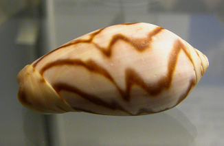 Oliva peruviana fulgurata,
                                  Nahaufnahme