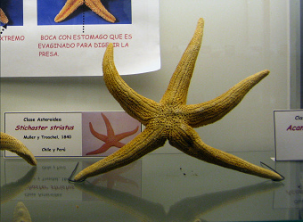 Stichaster
                          striatus, Nahaufnahme
