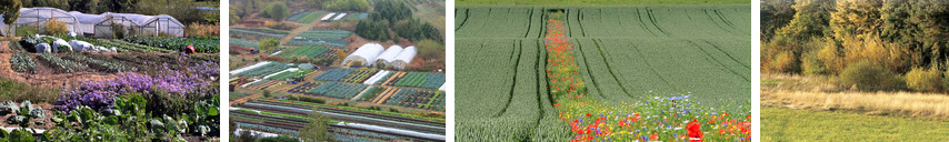 Pestizidfreie Landwirtschaft mit
                                  kleinen Feldern, Blühstreifen in
                                  grossen Feldern und intakten
                                  Waldrändern 3m breit