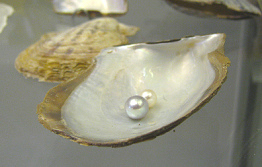 Pinctada martensi con perla / mit Perle