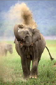 Elefant wirbelt mit Sand