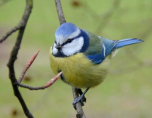 Vogelwelt,
                    Beispiel Blaumeise
