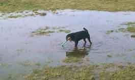 Wiese mit grosser Pf�tze