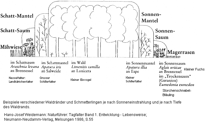 Waldrand als
                Faktor f�r Schmetterlinge: Schattenseite, Sonnenseite:
                Schatt-Mantel, Schatt-Saum, Sonnen-Mantel, Sonnen-Saum,
                im Schattmantel der Grosse Schillerfalter (Apatura
                iris), im Schattsaum der Landk�rtchenfalter (Araschnia
                levana, ein Nesselfalter), im Sonnenmantel der Kleine
                Schillerfalter (Apatura illia), und im Sonnensaum der
                Kleine Fuchs an Brennnessel (Aglais urticae, ein
                Nesselfalter) und der Storchenschnabel-Bl�uling
                (Eumedonia eumedon)