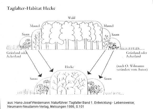 Hecke als kleiner
                Wald, Tagfalter-Habitat Hecke