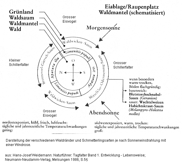 Waldrand uns
              Schmetterlinge: Himmelsrichtung und Sonneneinstrahlung als
              Faktor: Grosser Eisvogel (Limenitis populi) gegen Osten,
              Grosser Schillerfalter (Apatura iris) gegen S�den, Grosser
              Eisvogel (Limenitis populi) gegen Westen, und Kleiner
              Schillerfalter (Apatura ilia) gegen Norden hin; so ist
              Waldmantel und Waldsaum je nach Himmelsrichtung
              verschieden bev�lkert. Waldwicken-Saum,
              Mittelklee-Odermennig-Saum, Blutstorchschnabel-Saum
              (Geranion), Wachtelweizen-Habichtskraut-Saum
              (Melampyro-Holcetea molles), Brennnessel-Giersch-Saum.