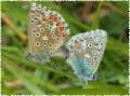Himmelblauer Bl�uling
                      Unterseiten ; Lysandra bellargus