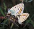 Idas-Bl�uling, Gemeiner
                      Heidewiesen-Bl�uling Unterseiten ; Lycaeides idas,
                      Plebejus idas