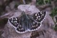 Steppenheiden-Puzzlefalter
                      M�nnchen; pyrugs carthami , pyrgus fritillarius