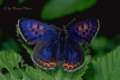 Blauschillernder Feuerfalter M�nnchen ;
                      lycaena helle
