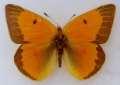 Gelblinge : Colias chrysotheme,
                      wahrscheinlich M�nnchen