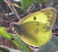 Gelblinge: Colias erate Unterseite
