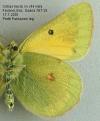 Gelblinge: Colias hecla Unterseite