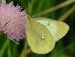 Hochmoorgelbling M�nnchen ; Colias palaeno