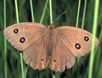 Hipparchia-Falter : Blaukernauge, Blau�ugiger
                    Waldportier, Weibchen ; Minois dryas