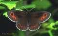 Fr�hlingsmoorenfalter ;
                        erebia medusa