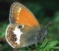 Wiesenv�gelchen: Perlgrasfalter Unterseite ;
                      coenonympha arcania