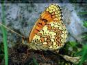 Flockenblumen-Scheckenfalter Unterseite ;
                        melitaea phoebe